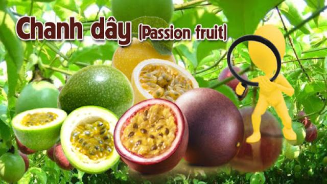 What is Passion Fruit in English? Gallery 2
