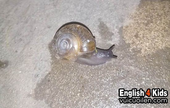 What is a Snail in English? Gallery 2