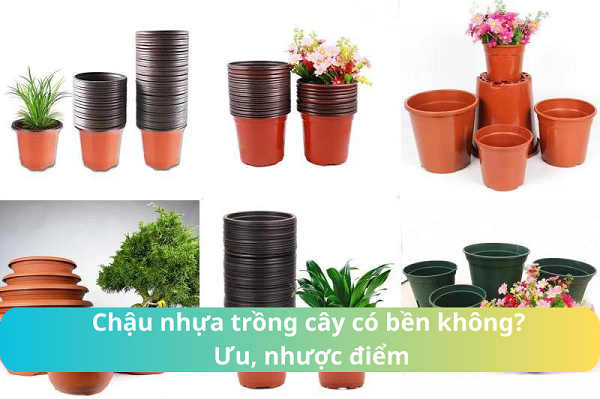 Chậu Nhựa Ươm Cây: Giúp Cây Con Khỏe Mạnh Và Phát Triển Tốt Gallery 2