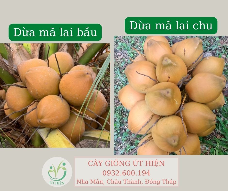 Giống Dừa Mã Lai: Đặc Điểm, Ưu Điểm Và Cách Trồng Gallery 2