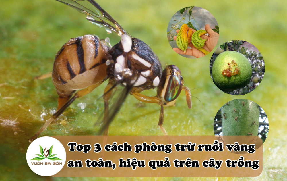 Thiên địch của ruồi vàng: Phương pháp sinh học hiệu quả để kiểm soát ruồi vàng Gallery 2