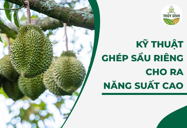 Vườn cây lai ghép sầu riêng Gallery 1