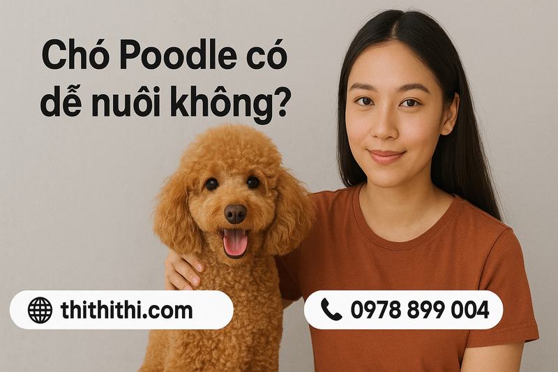 Chó Poodle Có Dễ Nuôi Không? Gallery 1