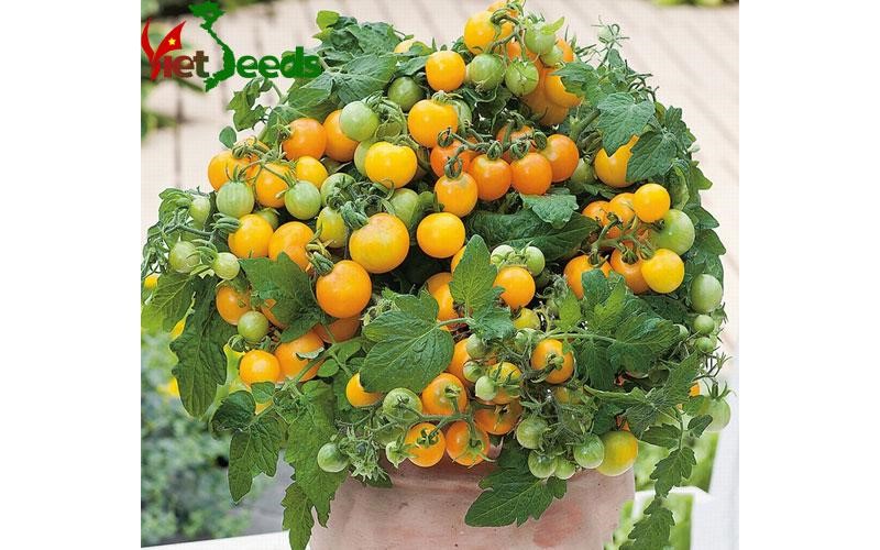 Cà Chua Bi Lùn: Trồng Trọt và Chăm Sóc Hiệu Quả Gallery 1