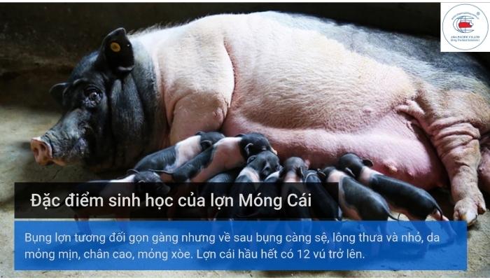 Giống Lợn Móng Cái Gallery 2