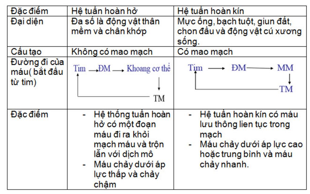 Đặc điểm của hệ tuần hoàn hở Gallery 2