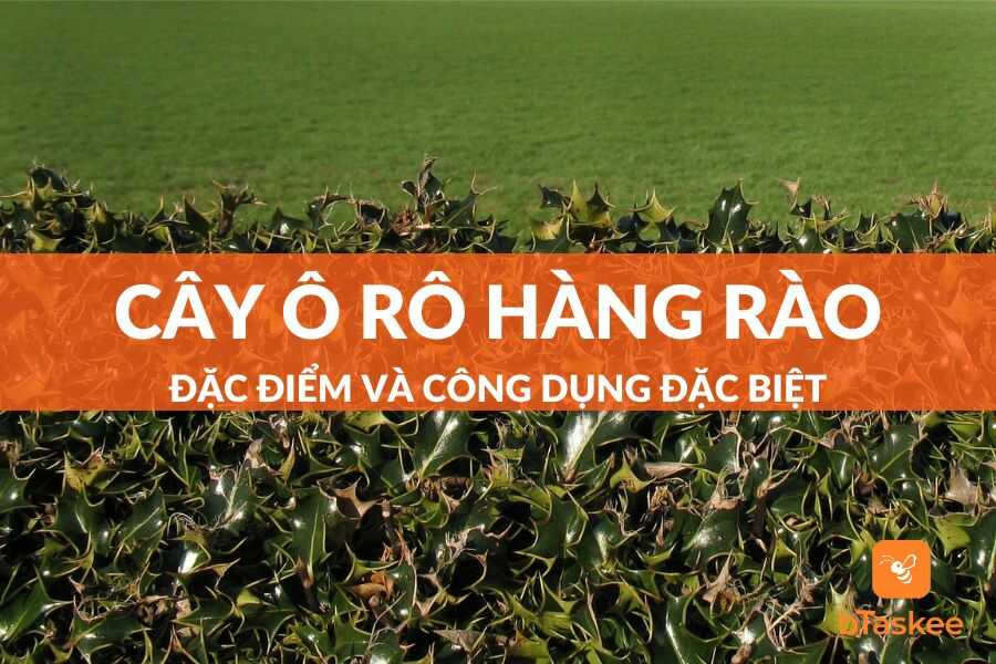 Hàng Rào Cây Ô Rô: Lựa Chọn Hoàn Hảo Cho Không Gian Xanh Gallery 1