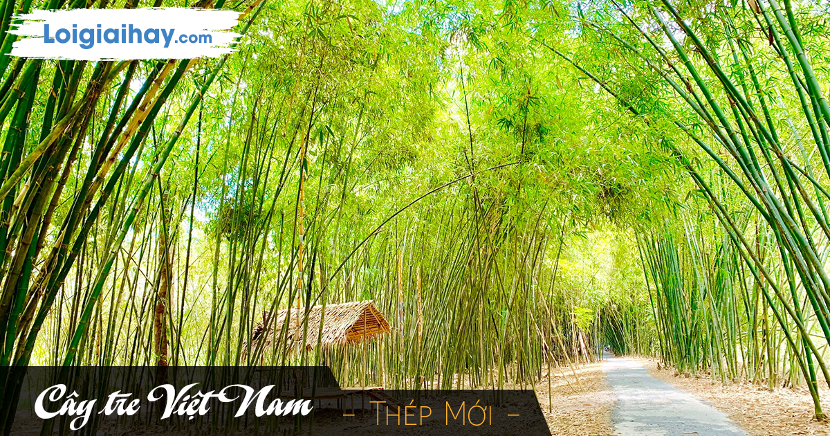 Tre Việt Nam Thép Mới Gallery 1