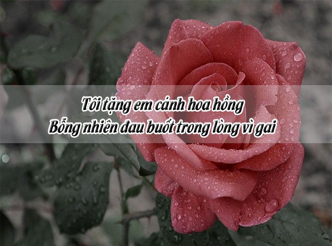 Thơ 2 câu về hoa hồng Gallery 2