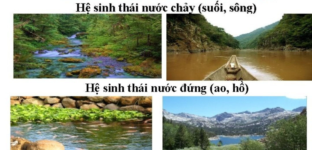 Ao Hồ Sông Suối Gallery 2