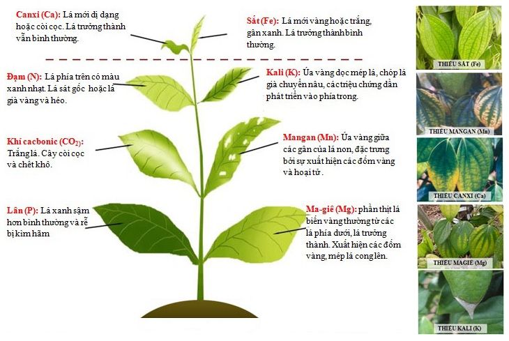 Thành phần của cây trồng chứa bao nhiêu nguyên tố hóa học Gallery 2