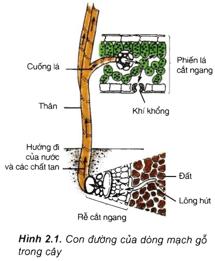 Thành phần của dịch mạch gỗ gồm những gì? Gallery 2