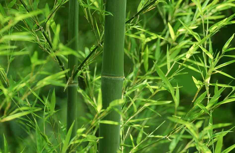 Cây Tre Việt Nam Thuộc Thể Loại Gì? Gallery 2