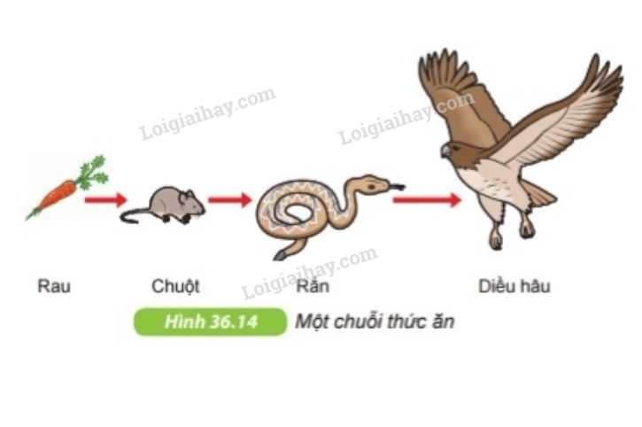 Những điều thú vị về động vật lớp 4 Gallery 2