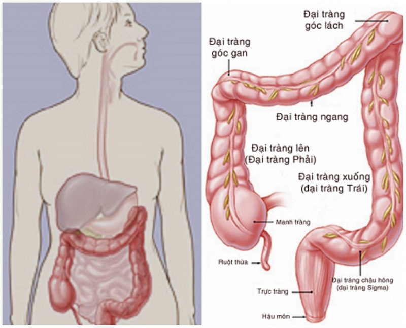 Góc Hồi Manh Tràng là gì? Gallery 2