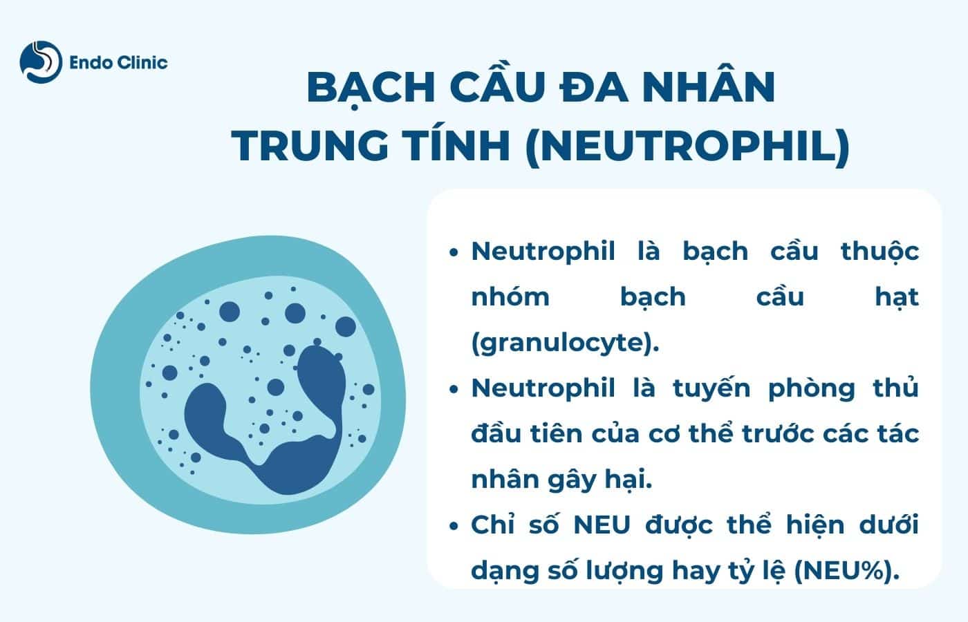 NEU là gì trong xét nghiệm máu? Gallery 1