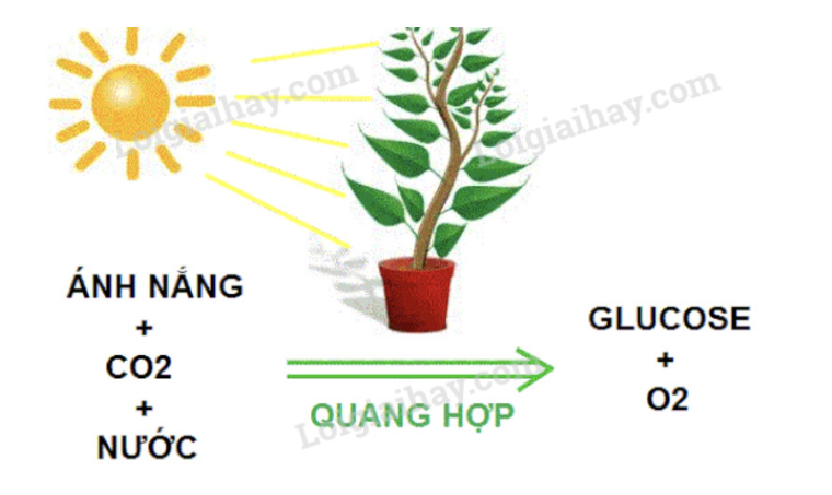 Quang hợp là gì? Gallery 2