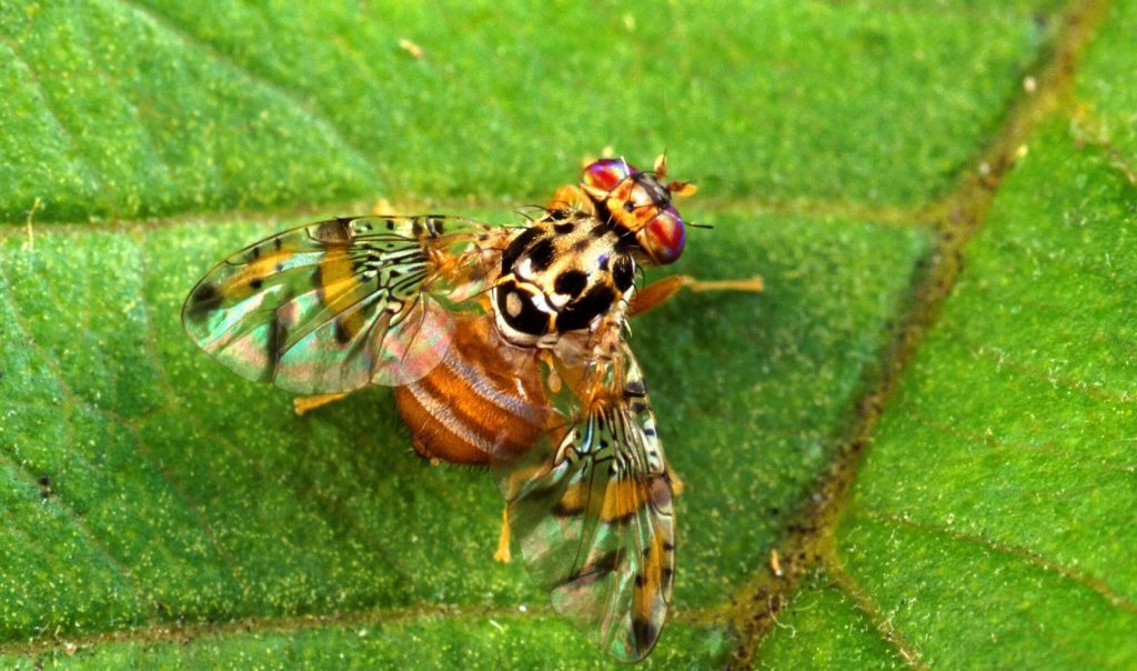 Fly là con gì? Gallery 2