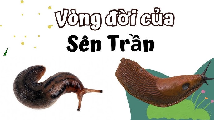 Sên Trần Là Gì? Gallery 2
