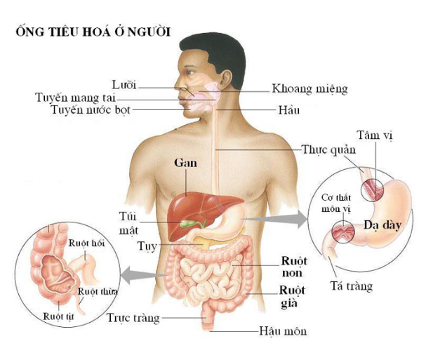 Tiêu Hóa Nội Bào Gallery 2