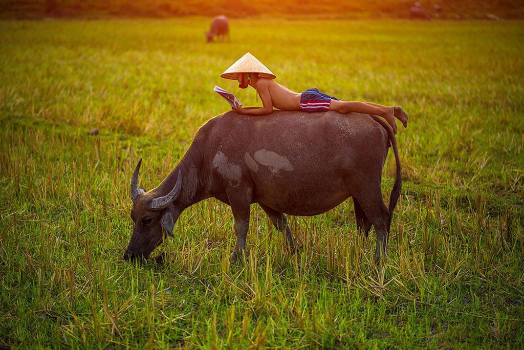 Giới thiệu con trâu ở làng quê Việt Nam Gallery 1