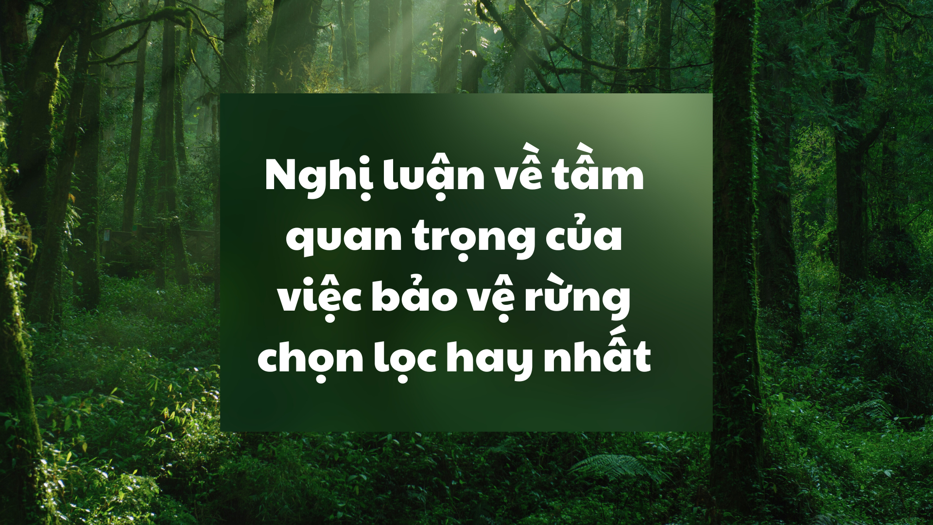 Tầm Quan Trọng Của Việc Bảo Vệ Rừng Gallery 2