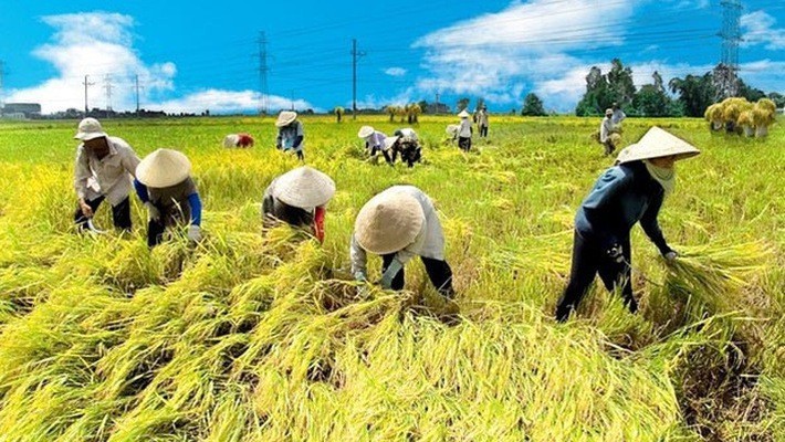 Vai trò của sản xuất nông nghiệp không phải là gì? Gallery 2