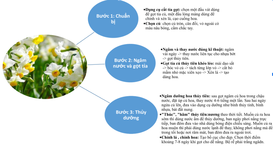 2 Cách Gọt Củ Hoa Thủy Tiên