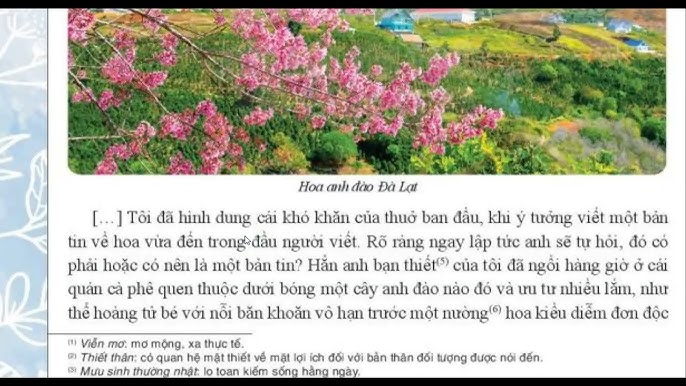 Bản tin về Hoa Anh Đào: Thời điểm nở, địa điểm ngắm và những điều thú vị