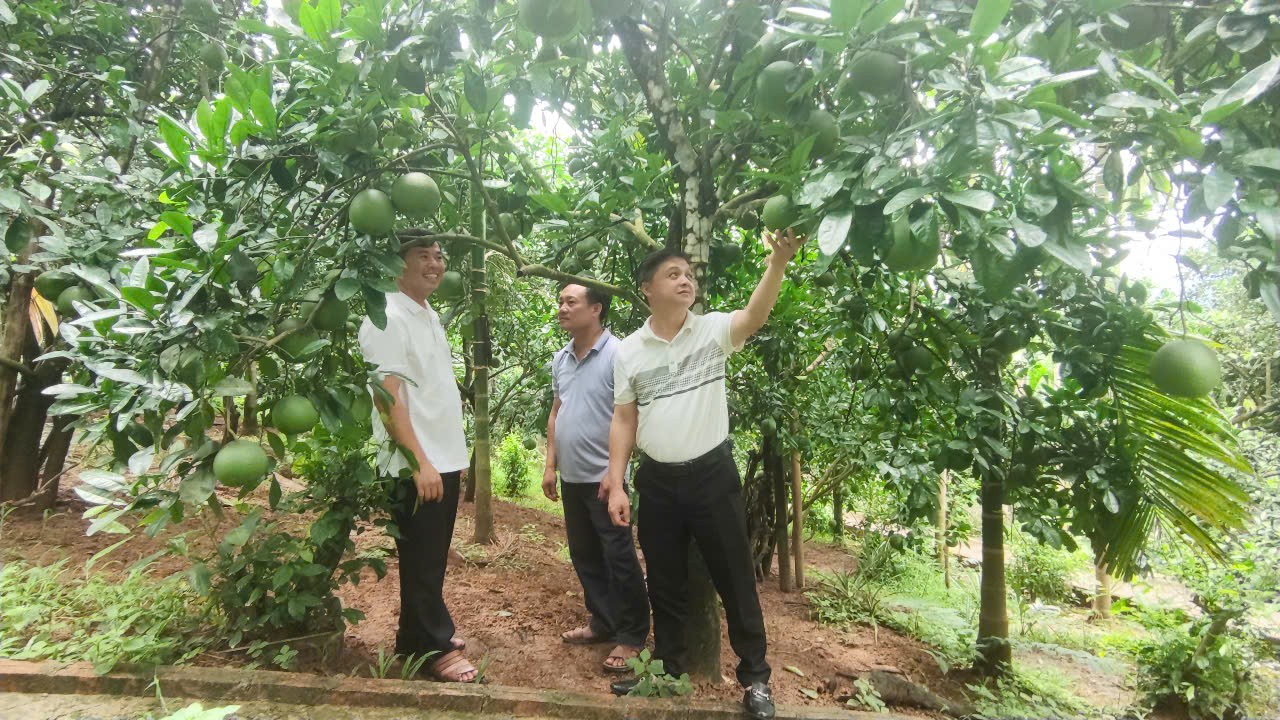 Thành Bưởi Vĩnh Viễn Gallery 2