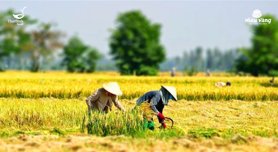 Văn Minh Lúa Nước: Nguồn Gốc, Đặc Điểm và Tầm Quan Trọng