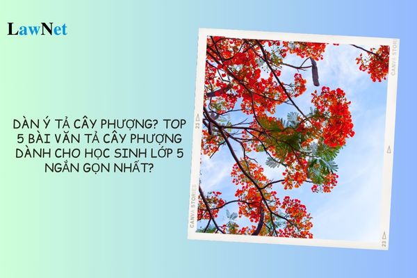 Văn tả cây phượng lớp 5 ngắn gọn Gallery 2