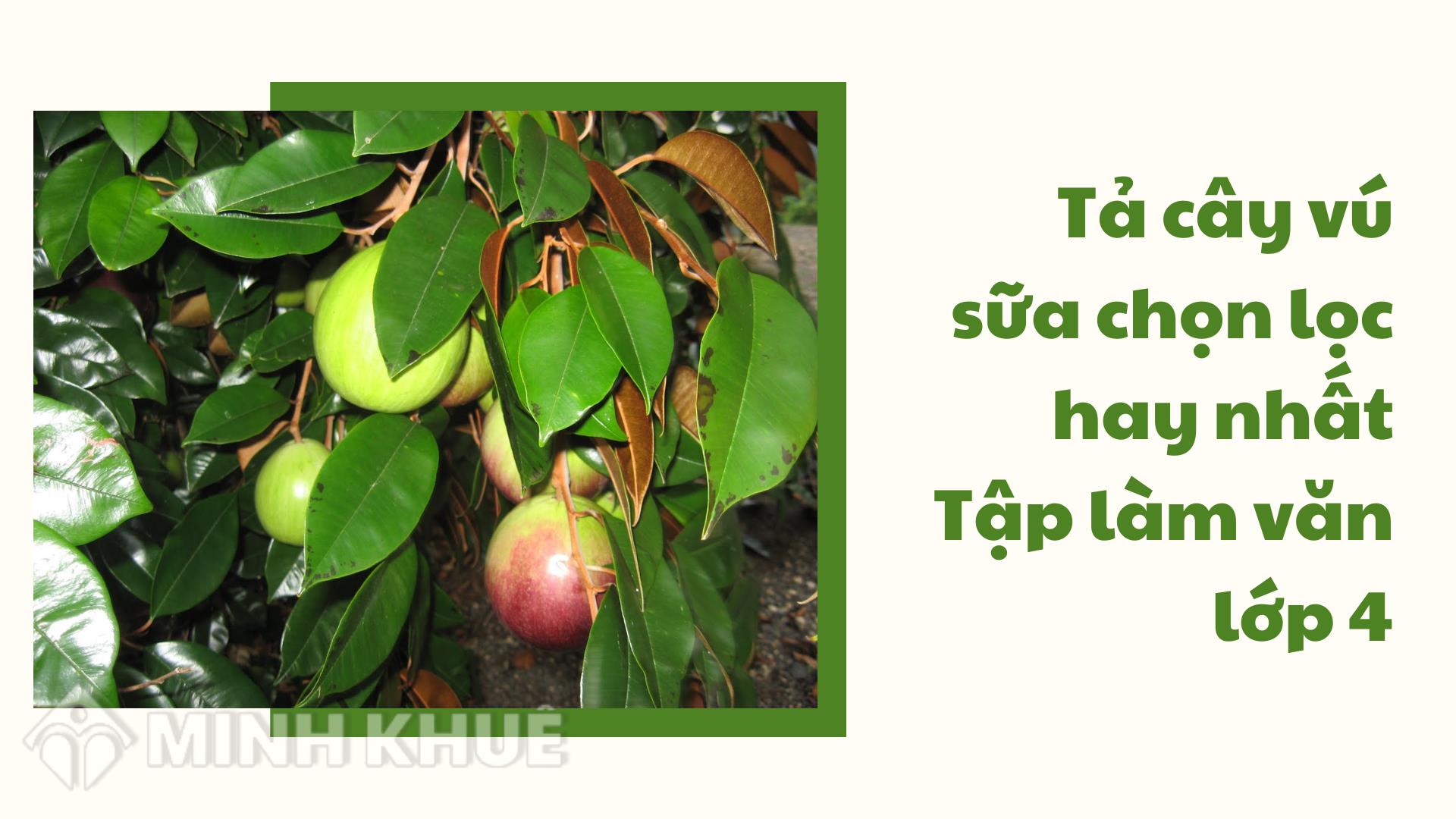 Văn Tả Cây Vú Sữa Lớp 4 Ngắn Gọn