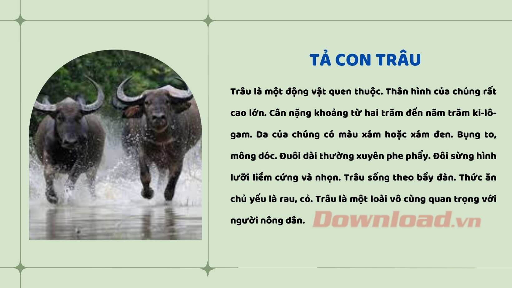 Văn Tả Con Trâu