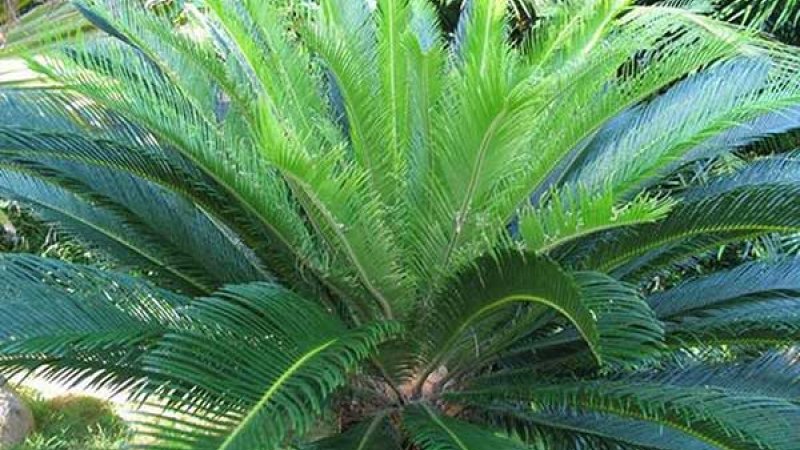 Vạn Tuế Nghĩa Là Gì?