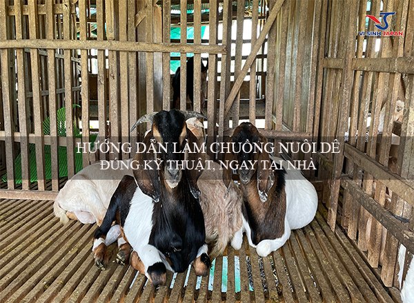 Cách Làm Chuồng Dê Hiệu Quả, Tiết Kiệm Chi Phí Gallery 2