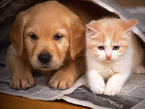 Vật nuôi thú cưng: Thế giới đầy màu sắc của tình bạn và trách nhiệm