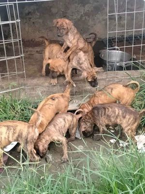 Vật nuôi thú cưng Cần Thơ: Địa điểm mua bán, chăm sóc thú cưng uy tín
