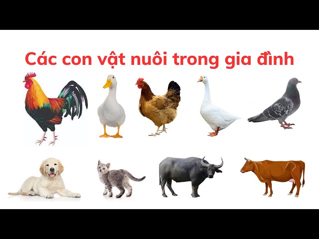 Vật nuôi trong gia đình: Người bạn thân thiết và những lợi ích tuyệt vời Gallery 2