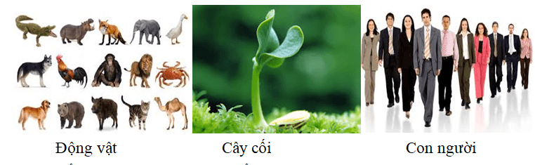 Vật thể là gì?