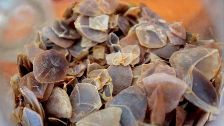 Vảy con trút có tác dụng gì?