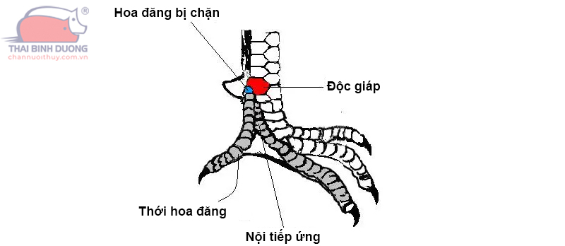 Vảy Đầu Cựa Là Gì?