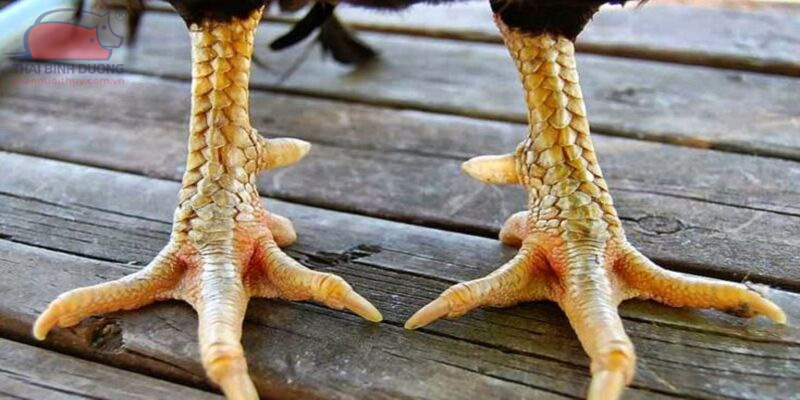 Vảy Tam Tài Tứ Quý: Ý Nghĩa, Đặc Điểm Và Cách Nhận Biết
