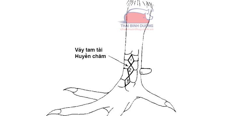 Vảy Tam Tài Tứ Quý: Ý Nghĩa, Đặc Điểm Và Cách Nhận Biết Gallery 2