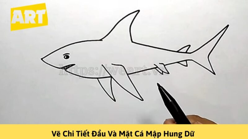 Con Cá Mập Vẽ Gallery 2