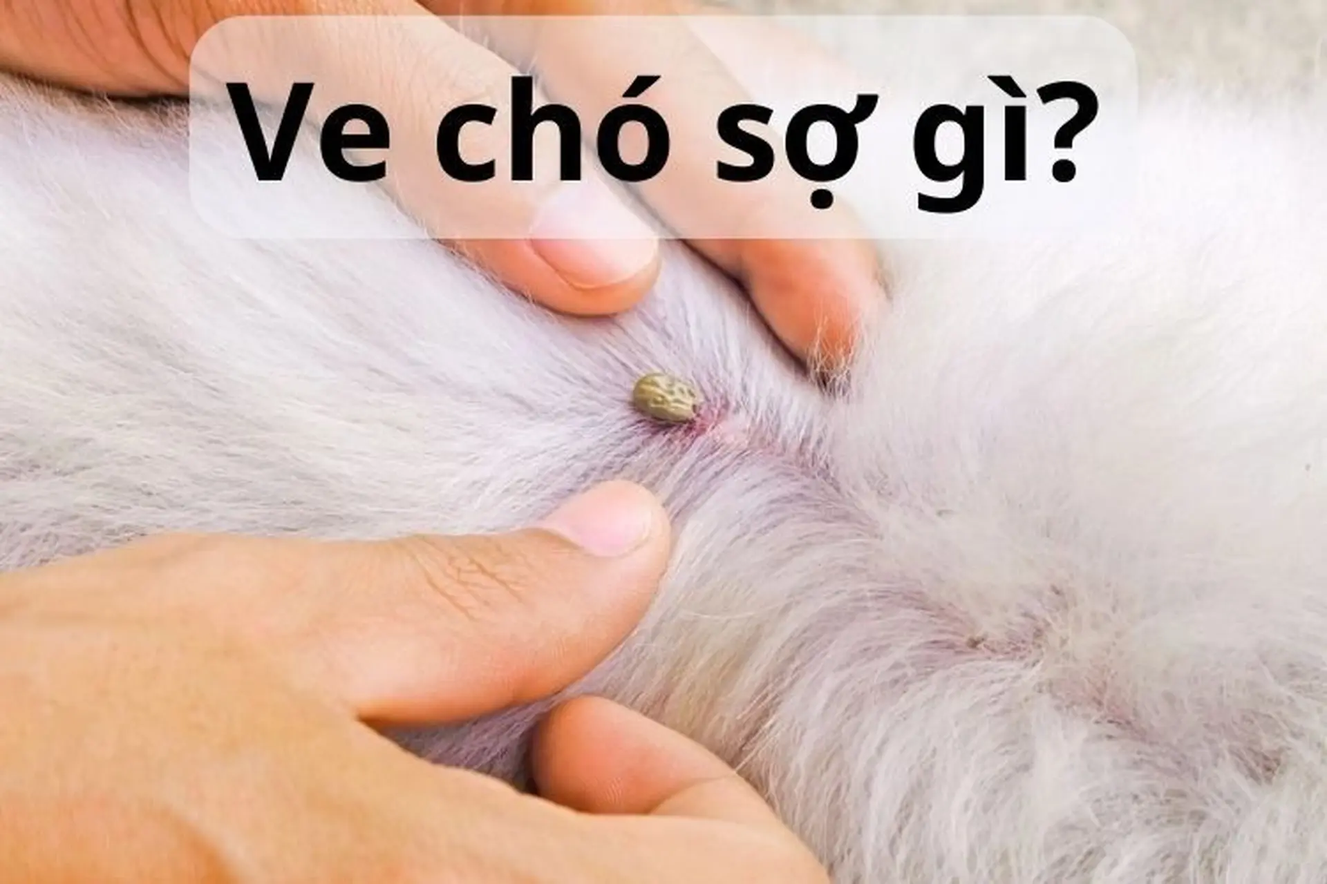 Ve chó sợ gì?
