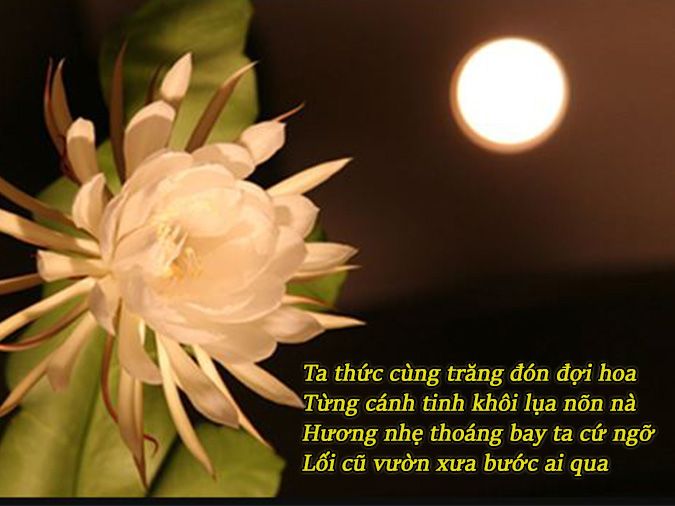 Thơ về Hoa Quỳnh Gallery 1