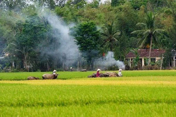 Cảnh Đẹp Đồng Quê Việt Nam: Hình Ảnh và Trải Nghiệm Tuyệt Vời Gallery 1