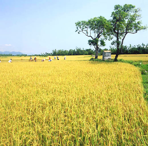 Cánh Đồng Nhỏ Mùa Hạ Và Thu Gallery 1
