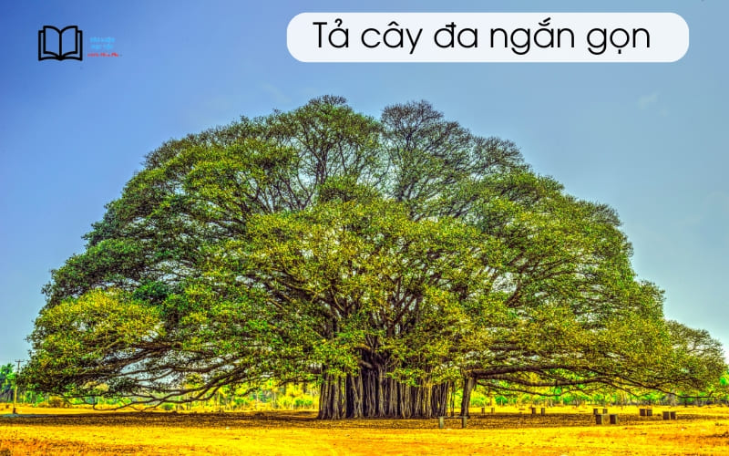 Tả một cây cổ thụ lớp 5 ngắn gọn Gallery 1